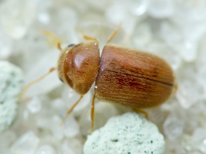 Lasioderma serricorne (Fabricius, 1792)